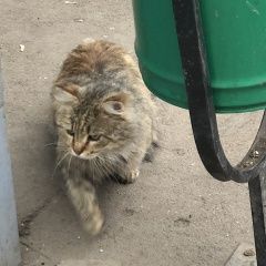 Подробнее об объявлении «Москва Найден кот замечен домашний кот» Фото: найдена кошка  «Москва Найден кот замечен домашний кот» в г. Москва