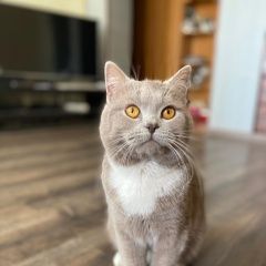 Подробнее об объявлении «Найден кот Орехово-Зуево» Фото: найдена кошка Британская короткошерстная кошка «Найден кот Орехово-Зуево» в г. Орехово-Зуево