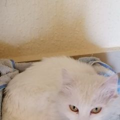 Подробнее об объявлении «Найдена кошка приморский район Новороссийск» Фото: найдена кошка  «Найдена кошка приморский район Новороссийск» в г. Новороссийск