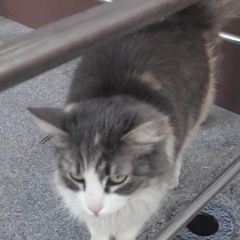 Подробнее об объявлении «Химки Найдена кошка» Фото: найдена кошка  «Химки Найдена кошка» в г. Химки