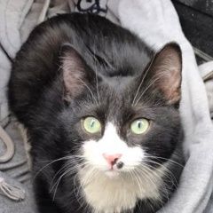 Подробнее об объявлении «Санкт-Петербург Найден кот молодой кот, черно-белый» Фото: найдена кошка  «Санкт-Петербург Найден кот молодой кот,...» в г. Санкт-Петербург