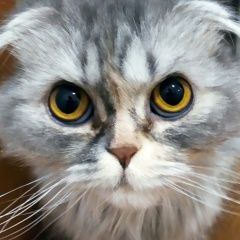Подробнее об объявлении «Найдена кошка Курган» Фото: найдена кошка  «Найдена кошка Курган» в г. Курган