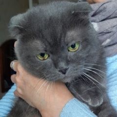 Подробнее об объявлении «Найден кот Новороссийск» Фото: найдена кошка  «Найден кот Новороссийск» в г. Новороссийск