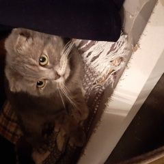 Подробнее об объявлении «Санкт-Петербург Найдена кошка» Фото: найдена кошка  «Санкт-Петербург Найдена кошка» в г. Санкт-Петербург