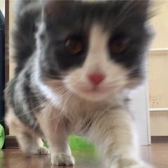 Подробнее об объявлении «Одинцово Найдена кошка» Фото: найдена кошка  «Одинцово Найдена кошка» в г. Одинцово