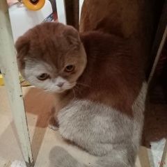 Подробнее об объявлении «Найден кот Ростов-на-Дону» Фото: найдена кошка Шелти «Найден кот Ростов-на-Дону» в г. Ростов-на-Дону