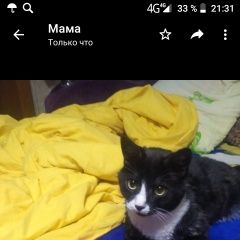 Подробнее об объявлении «Москва Найден кот» Фото: найдена кошка  «Москва Найден кот» в г. Москва