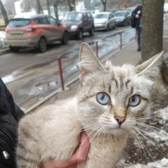 Подробнее об объявлении «Москва Найдена кошка» Фото: найдена кошка Сиамская кошка «Москва Найдена кошка» в г. Москва