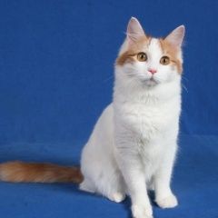 Подробнее об объявлении «Найдена кошка, турецкая ван Реутов» Фото: найдена кошка Турецкий ван «Найдена кошка, турецкая ван Реутов» в г. Реутов