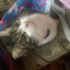 Подробнее об объявлении «Одинцово Найден кот это кот.» Фото: найдена кошка  «Одинцово Найден кот это кот.» в г. Одинцово