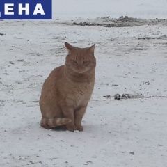 Подробнее об объявлении «Апрелевка Найден кот рыжий» Фото: найдена кошка  «Апрелевка Найден кот рыжий» в г. Апрелевка