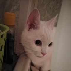 Подробнее об объявлении «Найден кот белый кот Королев» Фото: найдена кошка  «Найден кот белый кот Королев» в г. Королев