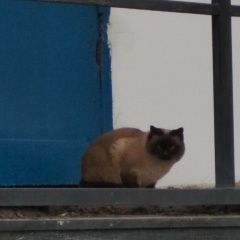 Подробнее об объявлении «Москва Найдена кошка» Фото: найдена кошка  «Москва Найдена кошка» в г. Москва