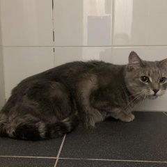 Подробнее об объявлении «Москва Найден кот» Фото: найдена кошка  «Москва Найден кот» в г. Москва
