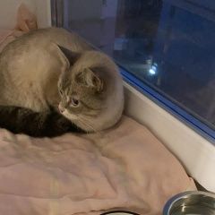 Подробнее об объявлении «Екатеринбург Найдена кошка» Фото: найдена кошка  «Екатеринбург Найдена кошка» в г. Екатеринбург