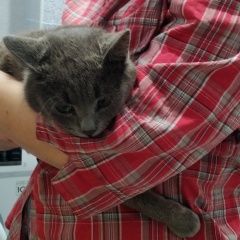 Подробнее об объявлении «Краснодар Найден кот» Фото: найдена кошка  «Краснодар Найден кот» в г. Краснодар