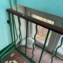Подробнее об объявлении «Москва Найдена кошка останкинский» Фото: найдена кошка  «Москва Найдена кошка останкинский» в г. Москва