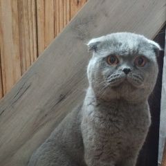 Подробнее об объявлении «Найден кот шотландский вислоухий (скоттиш-фолд) Нижний Новгород» Фото: найдена кошка Скоттиш фолд (шотландская вислоухая) «Найден кот шотландский вислоухий (скоттиш-фолд)...» в г. Нижний Новгород