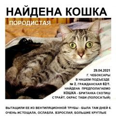 Подробнее об объявлении «Найдена кошка британка скотиш страйт, окрас таби Чебоксары» Фото: найдена кошка Британская короткошерстная кошка «Найдена кошка британка скотиш страйт, окрас...» в г. Чебоксары
