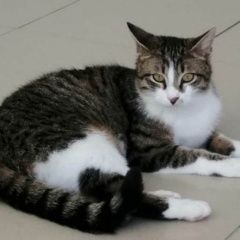 Подробнее об объявлении «Найден кот Ставрополь» Фото: найдена кошка  «Найден кот Ставрополь» в г. Ставрополь