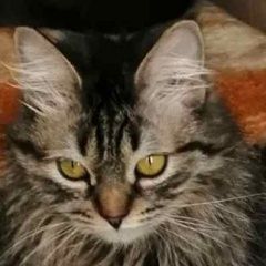 Подробнее об объявлении «Найдена кошка Ставрополь» Фото: найдена кошка  «Найдена кошка Ставрополь» в г. Ставрополь