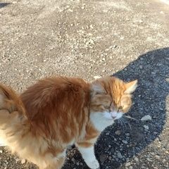 Подробнее об объявлении «Найдена кошка Санкт-Петербург» Фото: найдена кошка  «Найдена кошка Санкт-Петербург» в г. Санкт-Петербург