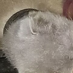 Подробнее об объявлении «Санкт-Петербург Найдена кошка серая висло» Фото: найдена кошка  «Санкт-Петербург Найдена кошка серая висло» в г. Санкт-Петербург