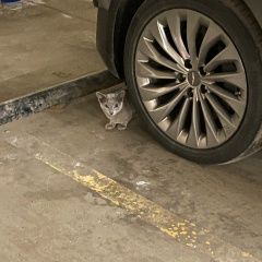 Подробнее об объявлении «Москва Найдена кошка сокольники. гастелло, попов проезд» Фото: найдена кошка Русская голубая кошка «Москва Найдена кошка сокольники. гастелло,...» в г. Москва
