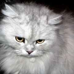 Подробнее об объявлении «Одинцово Найдена кошка на фото похожая кошка» Фото: найдена кошка  «Одинцово Найдена кошка на фото похожая кошка» в г. Одинцово