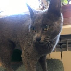 Подробнее об объявлении «Санкт-Петербург Найдена кошка красногвардейский район, новочеркасский» Фото: найдена кошка  «Санкт-Петербург Найдена кошка красногвардейский...» в г. Санкт-Петербург