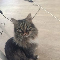 Подробнее об объявлении «Найден кот Барнаул» Фото: найдена кошка Сибирская кошка «Найден кот Барнаул» в г. Барнаул