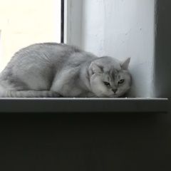 Подробнее об объявлении «Санкт-Петербург Найдена кошка похожа на британскую» Фото: найдена кошка  «Санкт-Петербург Найдена кошка похожа на британскую» в г. Санкт-Петербург