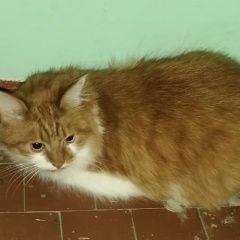 Подробнее об объявлении «Обнинск Найдена кошка пушистая рыжая с белым кошка» Фото: найдена кошка  «Обнинск Найдена кошка пушистая рыжая с белым кошка» в г. Обнинск