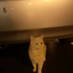 Подробнее об объявлении «Химки Найдена кошка или кот в куркино» Фото: найдена кошка  «Химки Найдена кошка или кот в куркино» в г. Химки