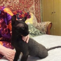 Подробнее об объявлении «Новосибирск Найдена кошка похожа на сфинкса, ленинский р-н, юз жм» Фото: найдена кошка  «Новосибирск Найдена кошка похожа на сфинкса,...» в г. Новосибирск