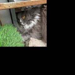 Подробнее об объявлении «Москва Найден кот домашний кот» Фото: найдена кошка  «Москва Найден кот домашний кот» в г. Москва