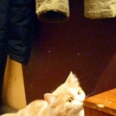 Подробнее об объявлении «Санкт-Петербург Найдена кошка» Фото: найдена кошка  «Санкт-Петербург Найдена кошка» в г. Санкт-Петербург