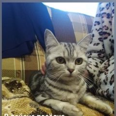 Подробнее об объявлении «Кохма Найдена кошка» Фото: найдена кошка  «Кохма Найдена кошка» в г. Кохма