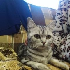 Подробнее об объявлении «Кохма Найдена кошка шотландец» Фото: найдена кошка  «Кохма Найдена кошка шотландец» в г. Кохма