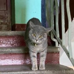 Подробнее об объявлении «Москва Найдена кошка кот, в ошейнике красном» Фото: найдена кошка  «Москва Найдена кошка кот, в ошейнике красном» в г. Москва