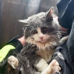 Подробнее об объявлении «Москва Найден кот» Фото: найдена кошка  «Москва Найден кот» в г. Москва