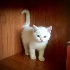 Подробнее об объявлении «Краснодар Найдена кошка очень красивая и умненькая девочка» Фото: найдена кошка  «Краснодар Найдена кошка очень красивая и...» в г. Краснодар