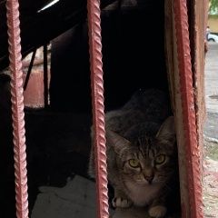 Подробнее об объявлении «Москва Найдена кошка» Фото: найдена кошка  «Москва Найдена кошка» в г. Москва