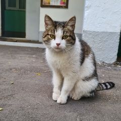Подробнее об объявлении «Москва Найдена кошка речной вокзал» Фото: найдена кошка  «Москва Найдена кошка речной вокзал» в г. Москва