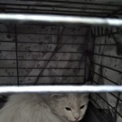 Подробнее об объявлении «Санкт-Петербург Найдена кошка в подвале дома на клочков пер. д.42» Фото: найдена кошка  «Санкт-Петербург Найдена кошка в подвале дома на...» в г. Санкт-Петербург