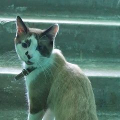 Подробнее об объявлении «Найден кот Уфа» Фото: найдена кошка  «Найден кот Уфа» в г. Уфа