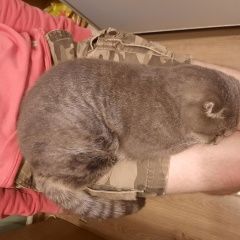 Подробнее об объявлении «Москва Найден кот северное измайлово» Фото: найдена кошка Скоттиш фолд (шотландская вислоухая) «Москва Найден кот северное измайлово» в г. Москва