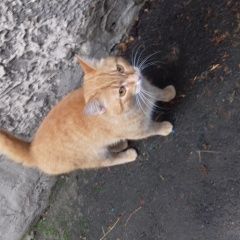 Подробнее об объявлении «Найден кот Малоярославец» Фото: найдена кошка  «Найден кот Малоярославец» в г. Малоярославец