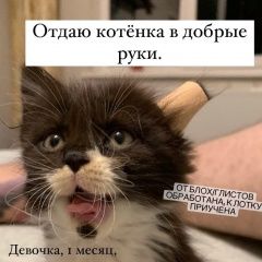 Подробнее об объявлении «Краснодар Найдена кошка помогите найти дом» Фото: найдена кошка  «Краснодар Найдена кошка помогите найти дом» в г. Краснодар