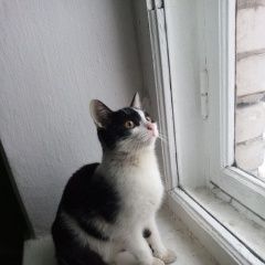 Подробнее об объявлении «Найдена кошка пятилетки 73 под. 1 Березники» Фото: найдена кошка  «Найдена кошка пятилетки 73 под. 1 Березники» в г. Березники